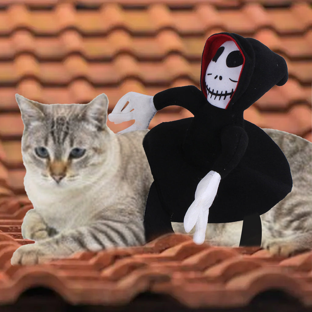 Spider & Pumpkin Pet Halloween Costume