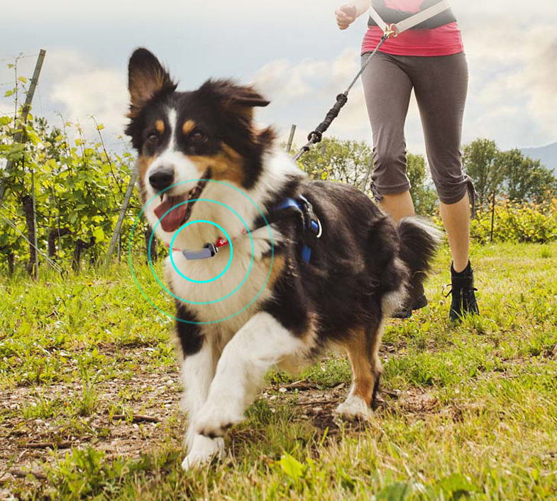 GPS Pet Tracking Collar