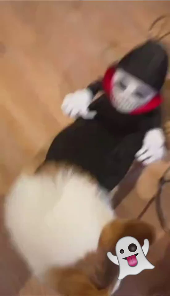 Spider & Pumpkin Pet Halloween Costume