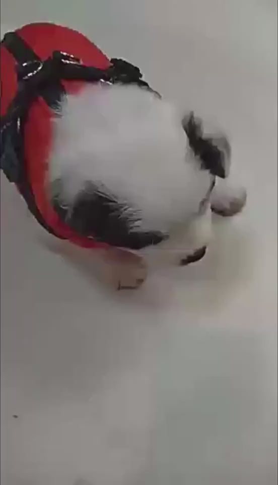 Waterproof Winter Dog Coat with Harness