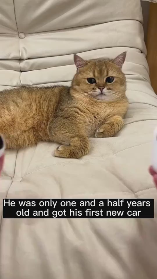 Remote-Control Interactive Cat Car Toy