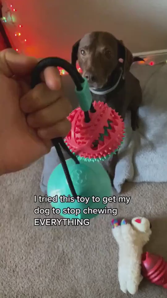 Suction-Cup Tug Dog Toy